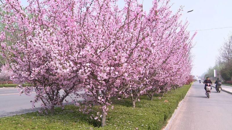 春日邳州 一座充满色彩的花园城市